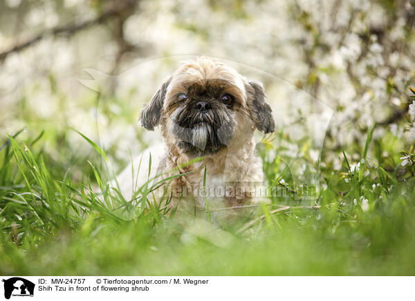 Shih Tzu vor blhendem Strauch / Shih Tzu in front of flowering shrub / MW-24757