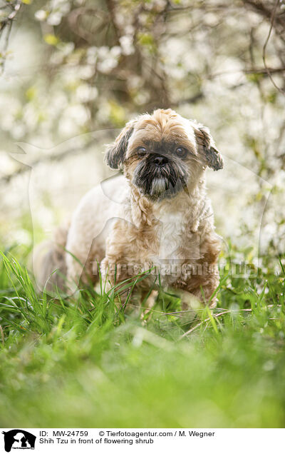 Shih Tzu vor blhendem Strauch / Shih Tzu in front of flowering shrub / MW-24759