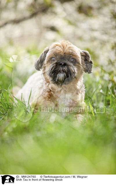 Shih Tzu vor blhendem Strauch / Shih Tzu in front of flowering shrub / MW-24760