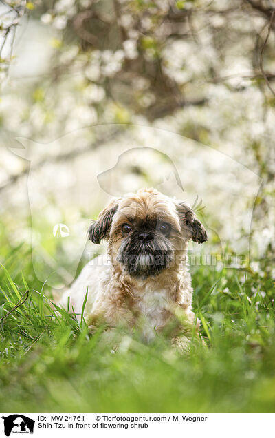 Shih Tzu vor blhendem Strauch / Shih Tzu in front of flowering shrub / MW-24761