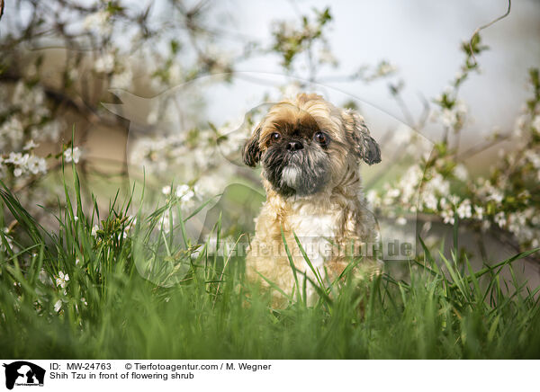 Shih Tzu vor blhendem Strauch / Shih Tzu in front of flowering shrub / MW-24763