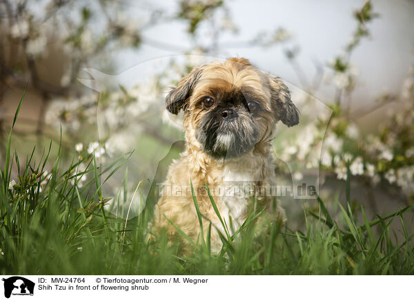 Shih Tzu vor blhendem Strauch / Shih Tzu in front of flowering shrub / MW-24764