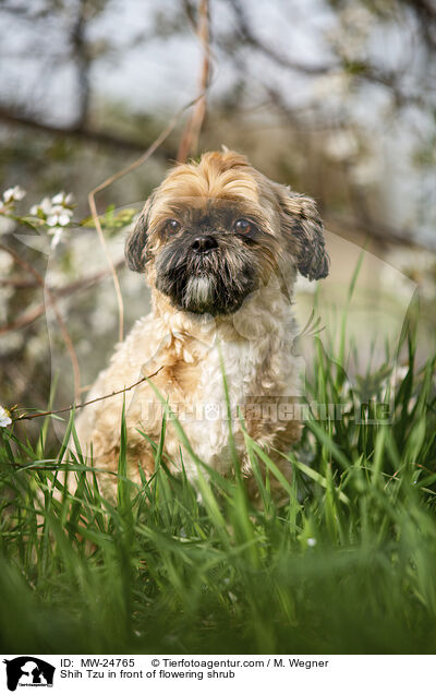 Shih Tzu vor blhendem Strauch / Shih Tzu in front of flowering shrub / MW-24765