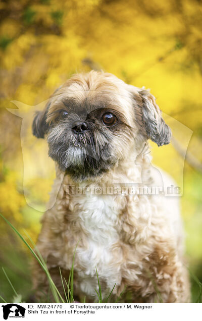 Shih Tzu vor Forsythia / Shih Tzu in front of Forsythia / MW-24770