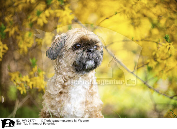 Shih Tzu vor Forsythia / Shih Tzu in front of Forsythia / MW-24774