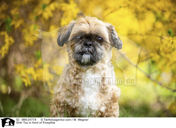 Shih Tzu vor Forsythia / Shih Tzu in front of Forsythia / MW-24778