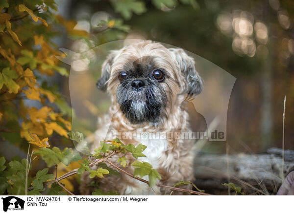 Shih Tzu / Shih Tzu / MW-24781