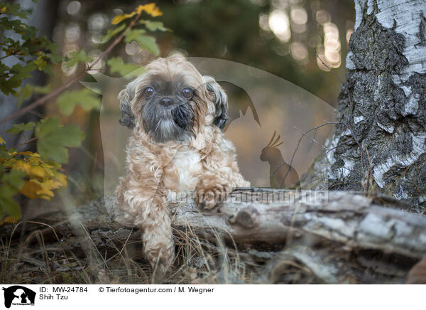 Shih Tzu / Shih Tzu / MW-24784