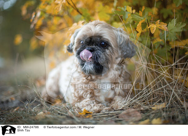 Shih Tzu / Shih Tzu / MW-24786