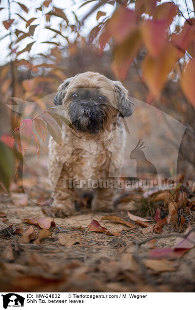 Shih Tzu zwischen Blttern / Shih Tzu between leaves / MW-24832