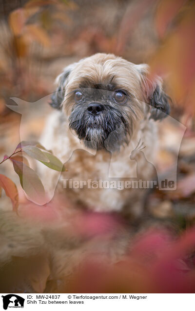 Shih Tzu zwischen Blttern / Shih Tzu between leaves / MW-24837