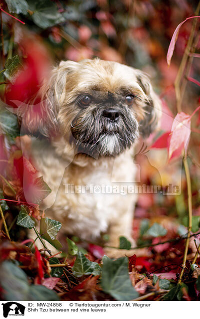 Shih Tzu zwischen roten Weinblttern / Shih Tzu between red vine leaves / MW-24858