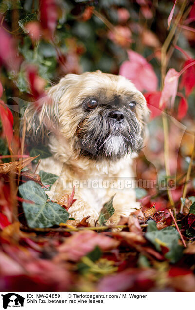 Shih Tzu zwischen roten Weinblttern / Shih Tzu between red vine leaves / MW-24859