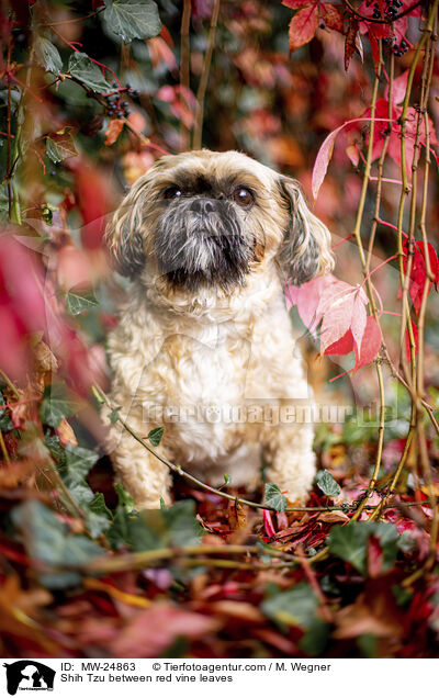 Shih Tzu zwischen roten Weinblttern / Shih Tzu between red vine leaves / MW-24863