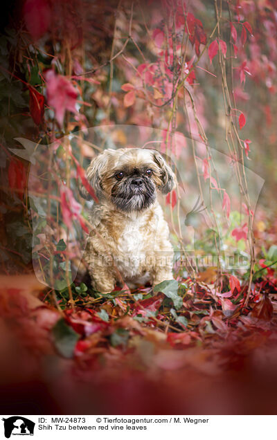 Shih Tzu zwischen roten Weinblttern / Shih Tzu between red vine leaves / MW-24873