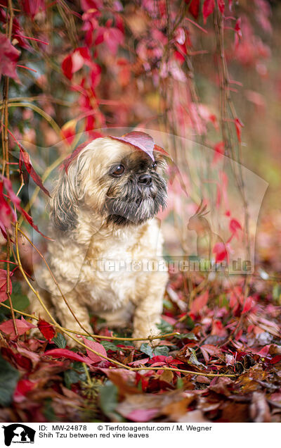 Shih Tzu zwischen roten Weinblttern / Shih Tzu between red vine leaves / MW-24878