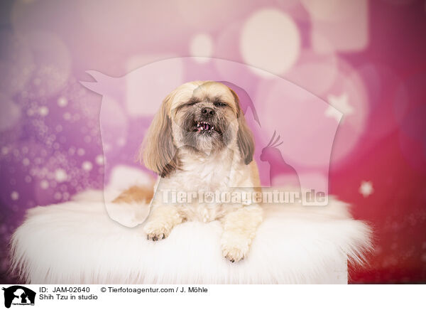 Shih Tzu im Studio / Shih Tzu in studio / JAM-02640