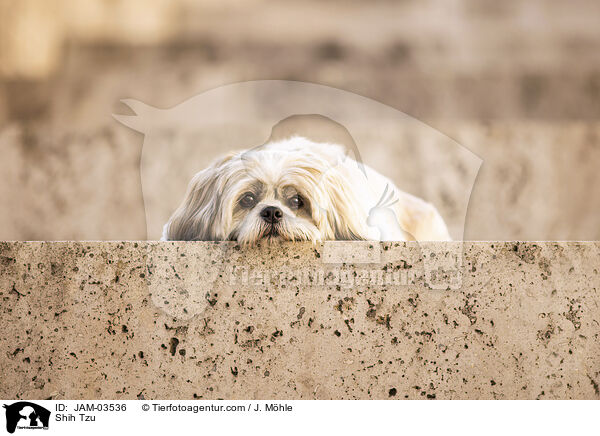 Shih Tzu / Shih Tzu / JAM-03536