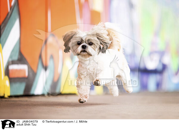 ausgewachsener Shih Tzu / adult Shih Tzu / JAM-04079