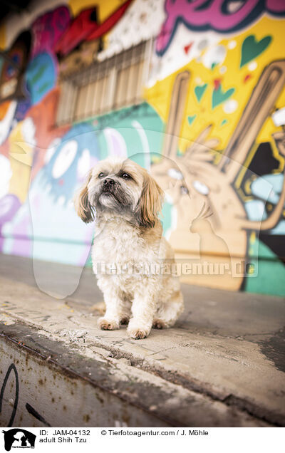 ausgewachsener Shih Tzu / adult Shih Tzu / JAM-04132