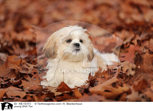 junger Shih Tzu / young Shih Tzu / KB-10373