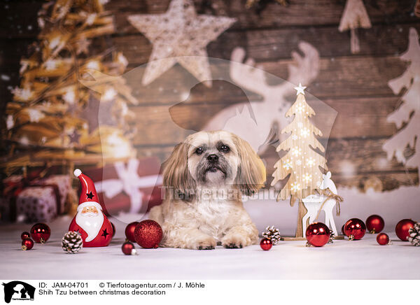 Shih Tzu zwischen Weihnachtsdeko / Shih Tzu between christmas decoration / JAM-04701