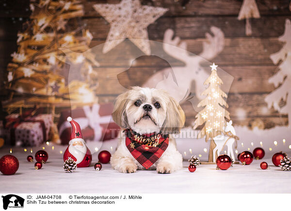 Shih Tzu zwischen Weihnachtsdeko / Shih Tzu between christmas decoration / JAM-04708