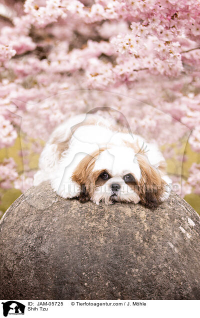 Shih Tzu / Shih Tzu / JAM-05725