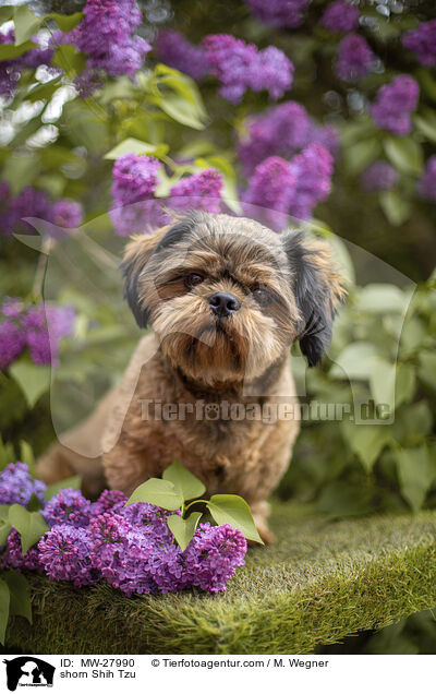 geschorener Shih Tzu / shorn Shih Tzu / MW-27990