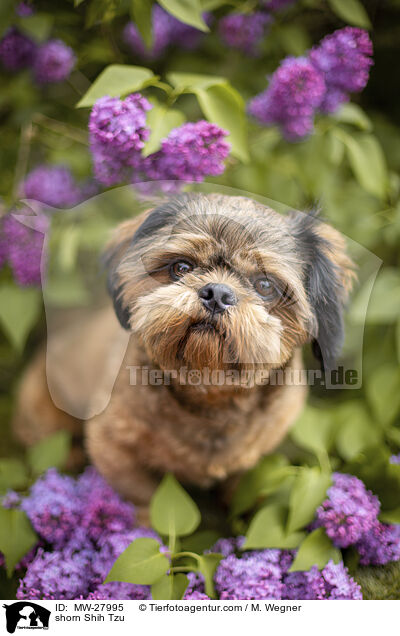 geschorener Shih Tzu / shorn Shih Tzu / MW-27995