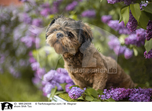 geschorener Shih Tzu / shorn Shih Tzu / MW-28006