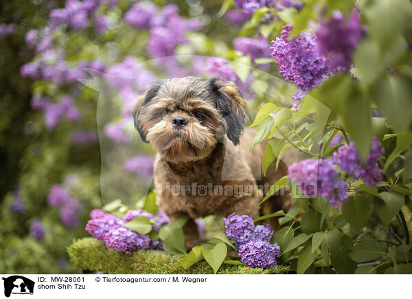 shorn Shih Tzu / MW-28061