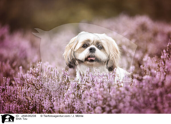 Shih Tzu / Shih Tzu / JAM-06208