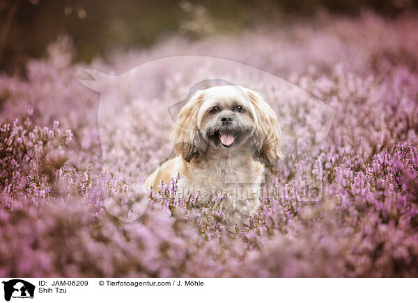 Shih Tzu / Shih Tzu / JAM-06209