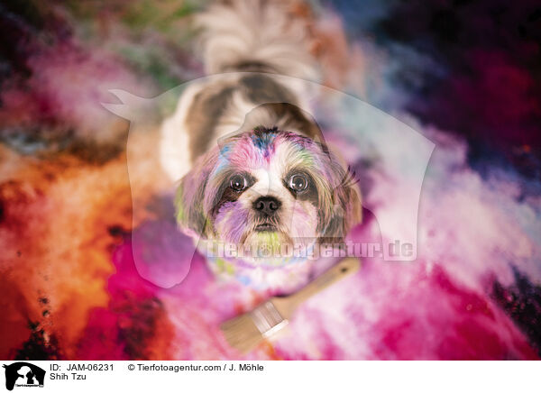 Shih Tzu / Shih Tzu / JAM-06231