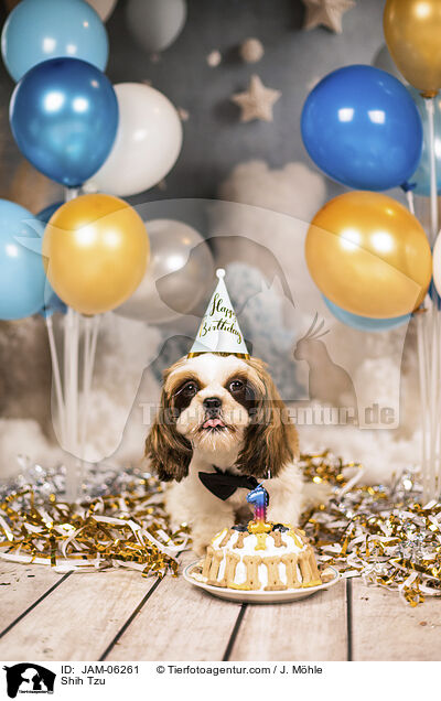 Shih Tzu / Shih Tzu / JAM-06261