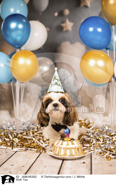 Shih Tzu / Shih Tzu / JAM-06262