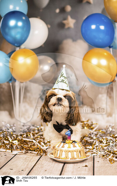 Shih Tzu / Shih Tzu / JAM-06265