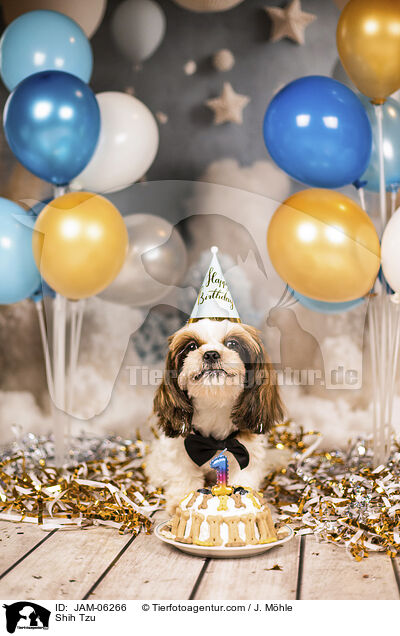 Shih Tzu / Shih Tzu / JAM-06266