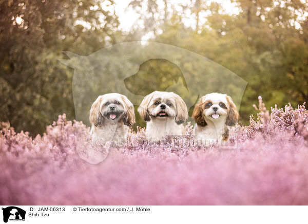 Shih Tzu / Shih Tzu / JAM-06313