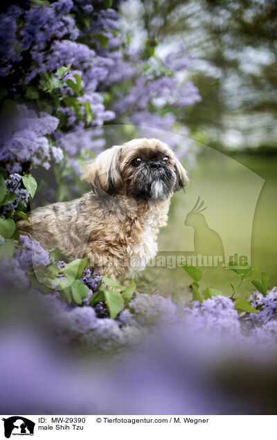 Shih Tzu Rde / male Shih Tzu / MW-29390