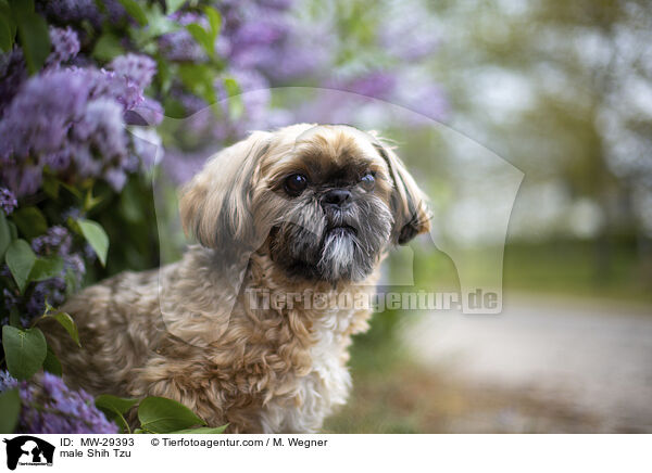 Shih Tzu Rde / male Shih Tzu / MW-29393