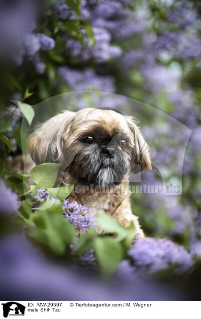 Shih Tzu Rde / male Shih Tzu / MW-29397