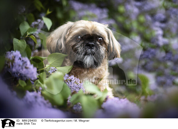 Shih Tzu Rde / male Shih Tzu / MW-29400