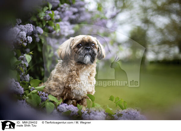 Shih Tzu Rde / male Shih Tzu / MW-29402