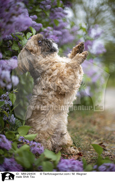 Shih Tzu Rde / male Shih Tzu / MW-29404