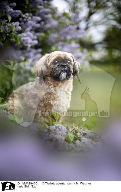 Shih Tzu Rde / male Shih Tzu / MW-29406