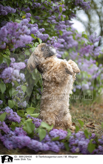 Shih Tzu Rde / male Shih Tzu / MW-29408