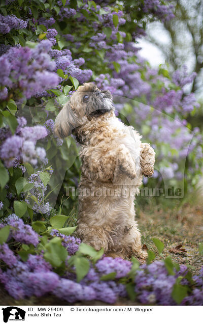 Shih Tzu Rde / male Shih Tzu / MW-29409