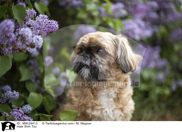 Shih Tzu Rde / male Shih Tzu / MW-29413